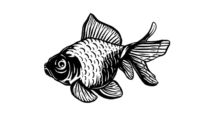 Fish Illustration