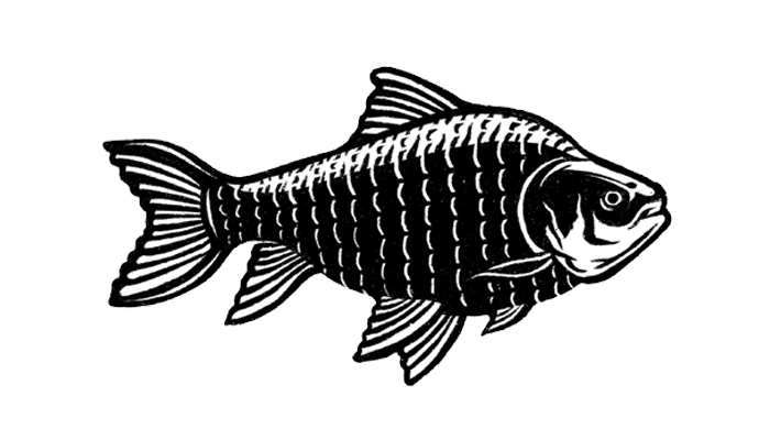 Fish Illustration