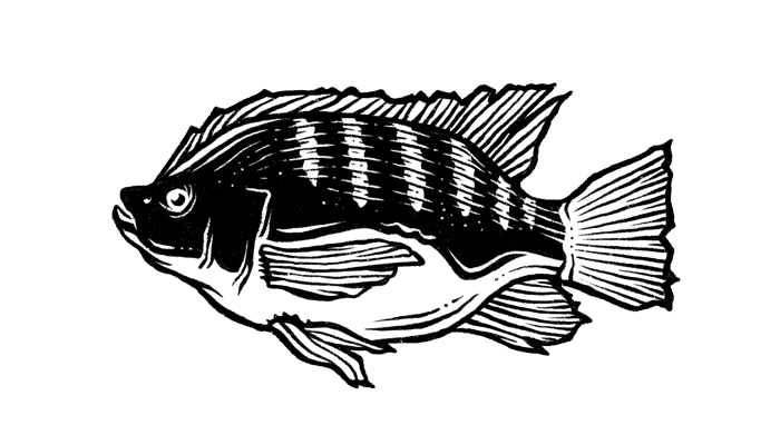 Fish Illustration