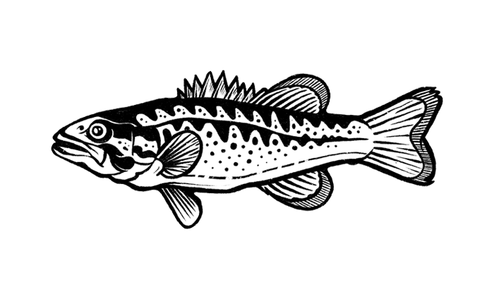 Fish Illustration