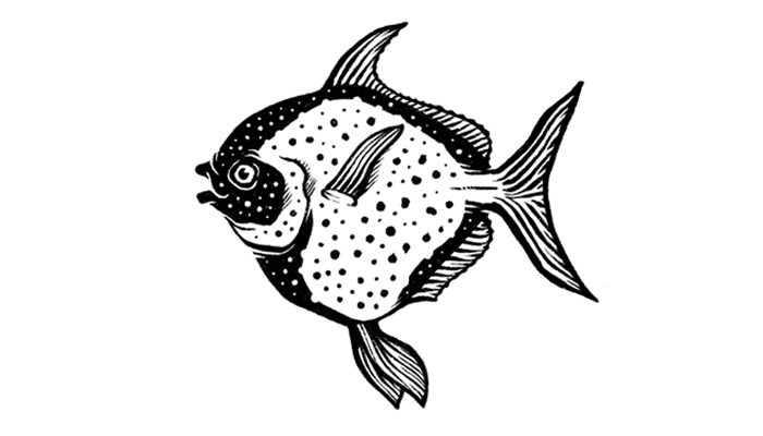 Fish Illustration