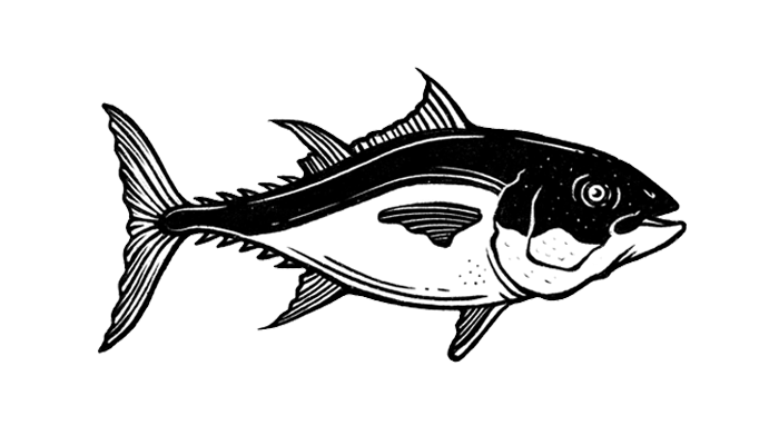 Fish Illustration