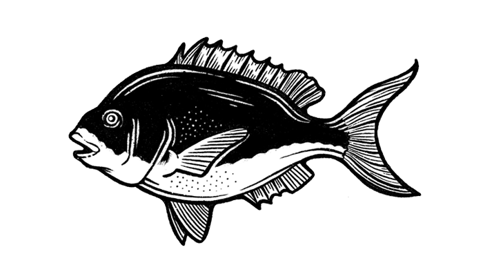 Fish Illustration